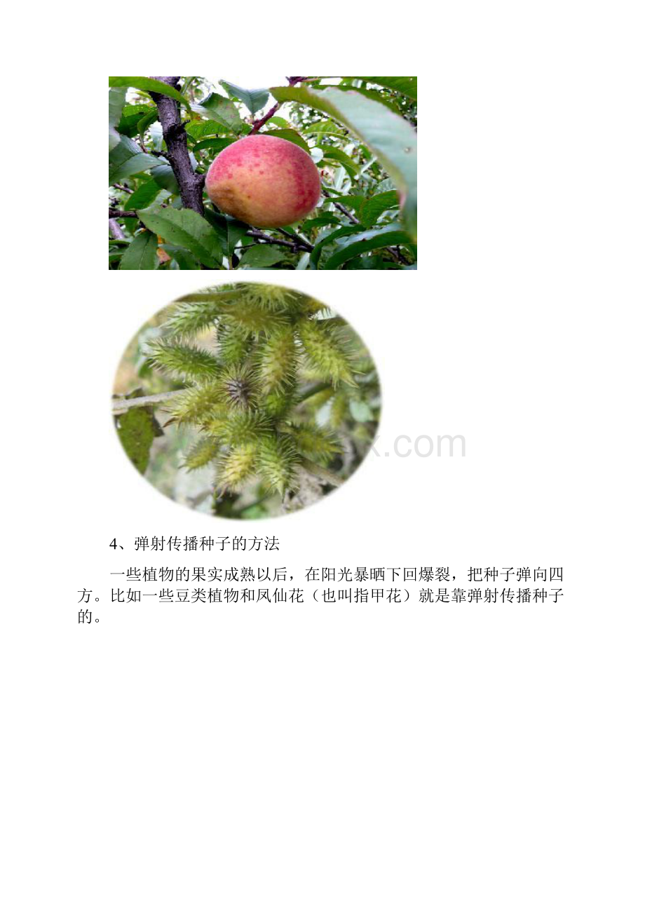 植物传播种子的方法有很多.docx_第3页