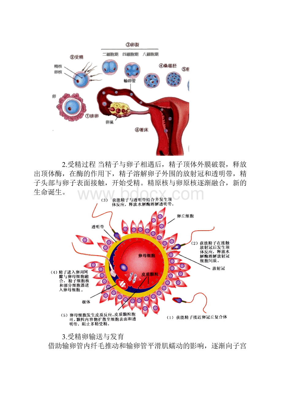 初级护师 妇科护理 第二章讲义.docx_第2页