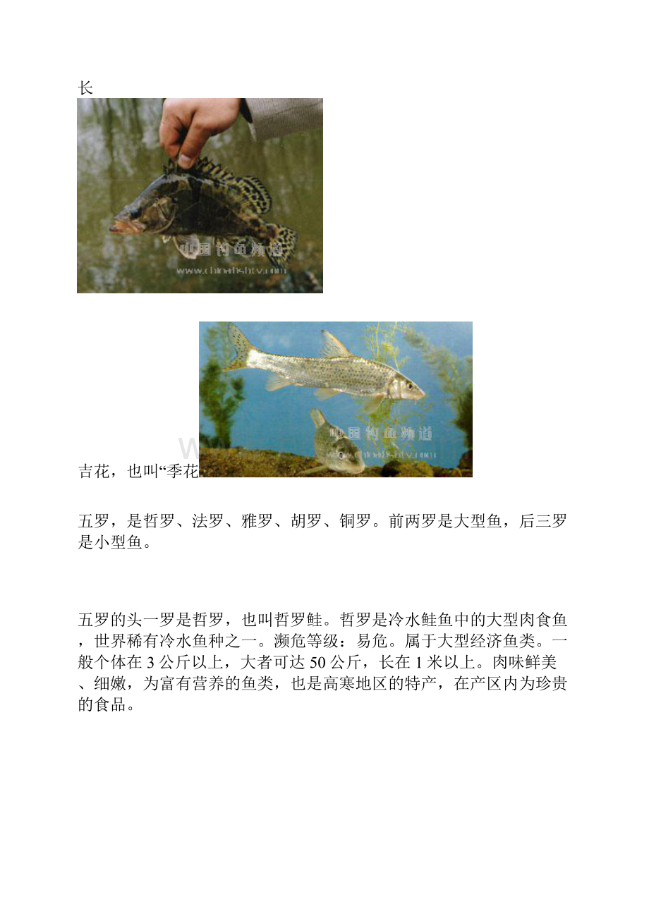 黑龙江的三花五罗.docx_第2页