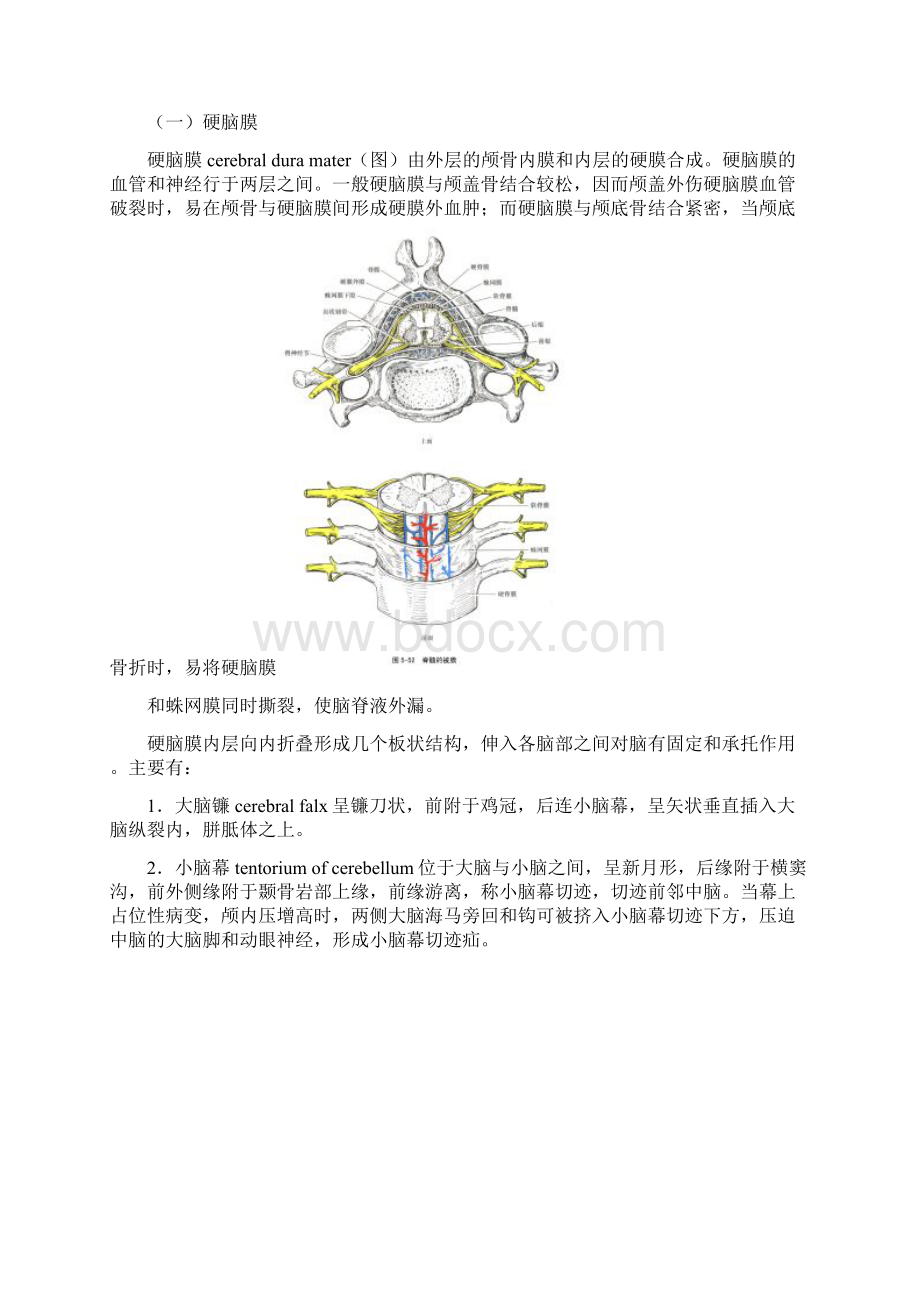 脑和脊髓的被膜血管和脑脊液的循环.docx_第2页