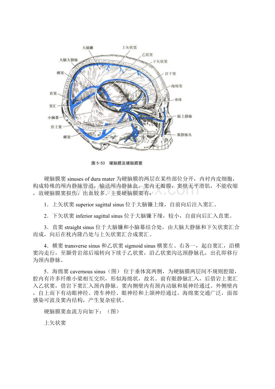 脑和脊髓的被膜血管和脑脊液的循环.docx_第3页