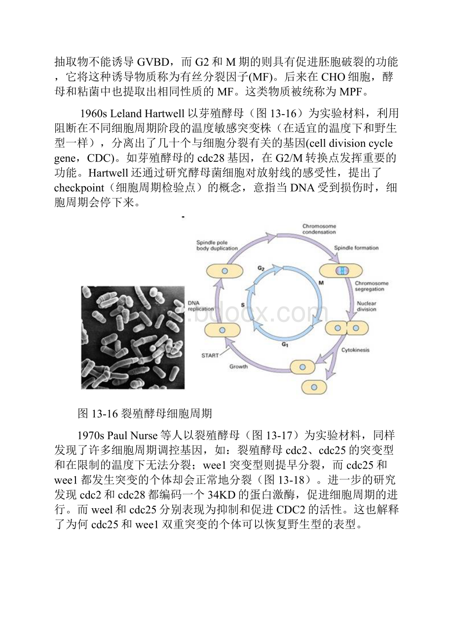 细胞周期调控图文并茂.docx_第2页