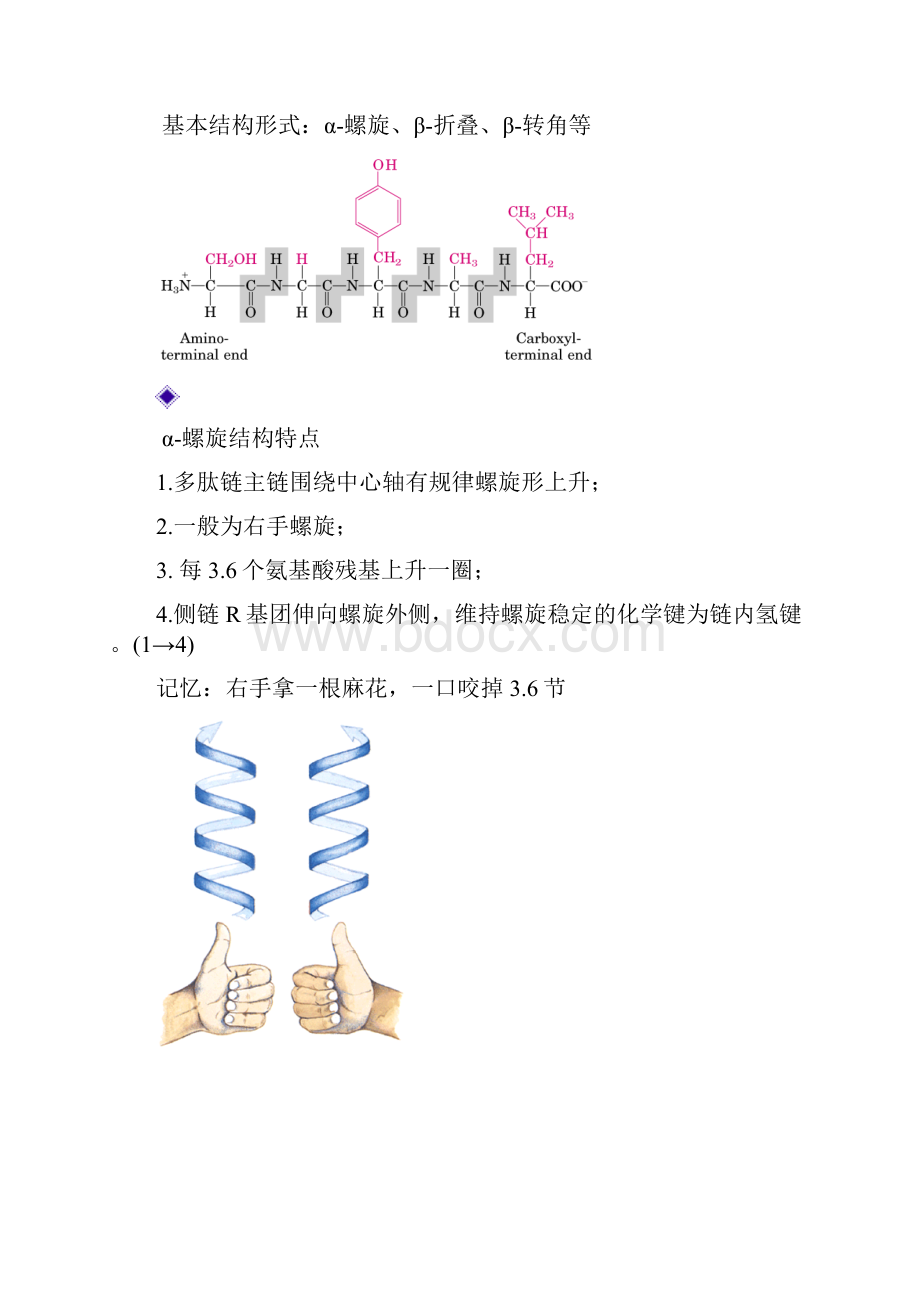 第一节 蛋白质的结构与功能1.docx_第3页