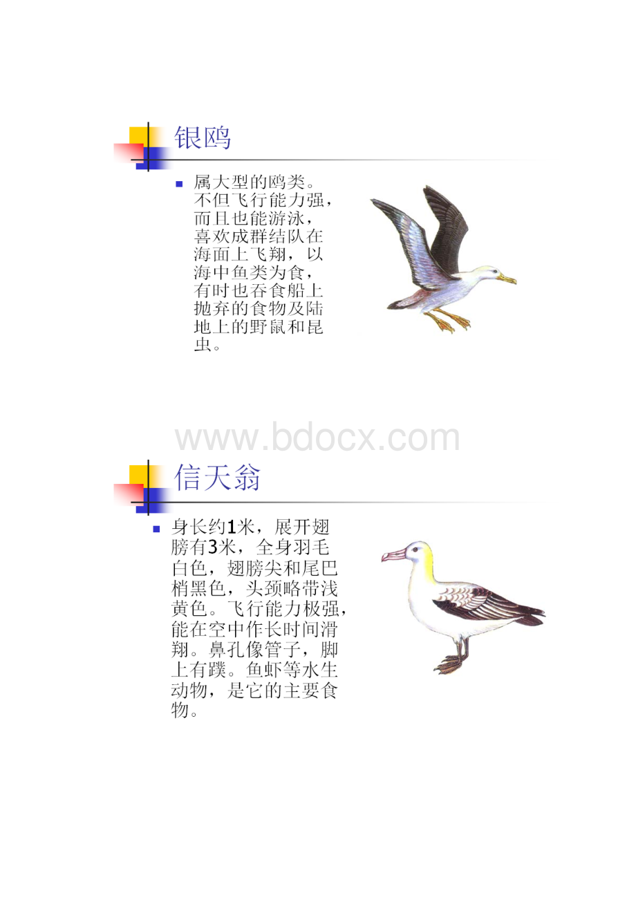 编辑常见鸟类图谱打印版1Word格式.docx_第3页