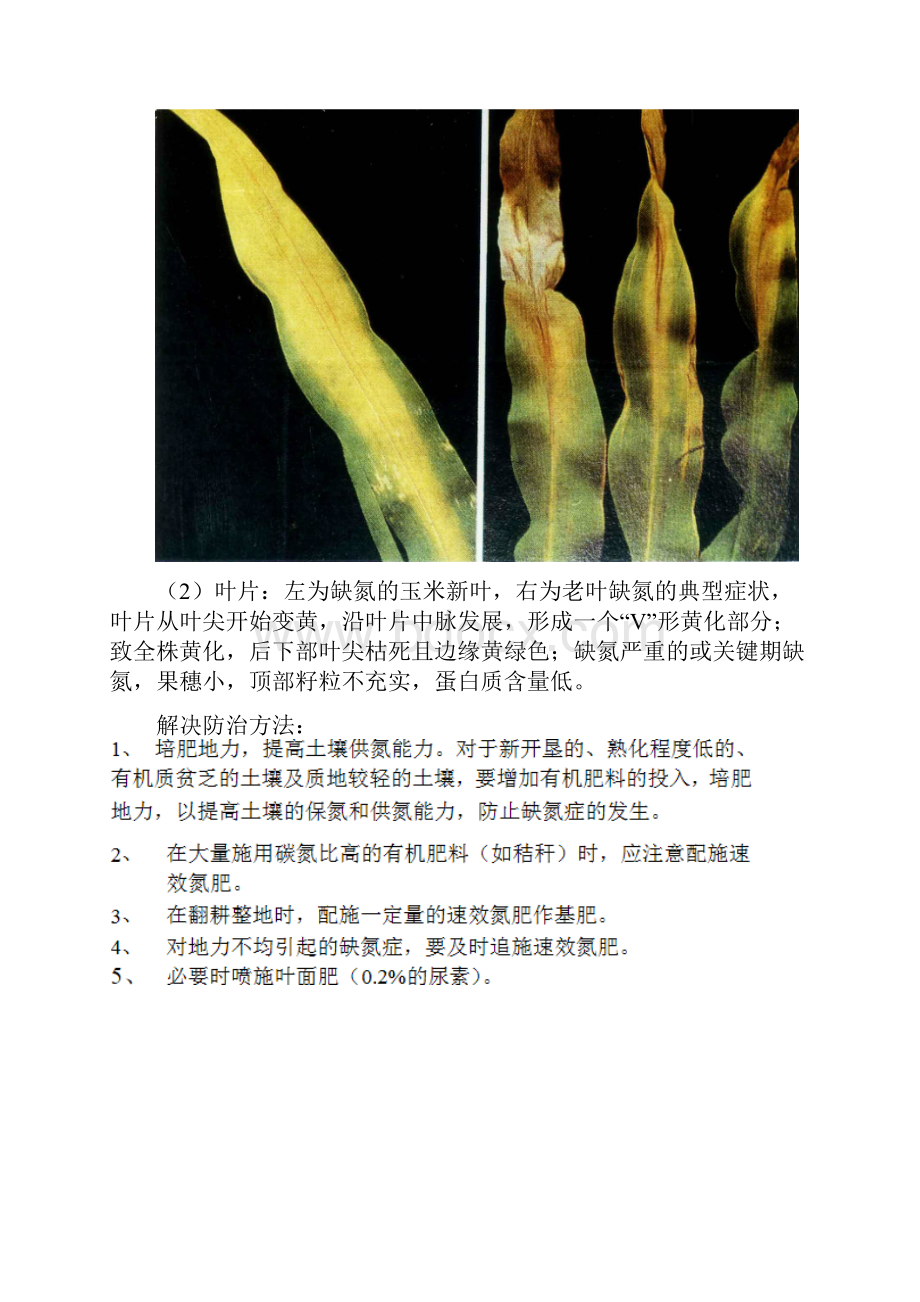 主要蔬菜常见缺素症状及解决办法.docx_第2页