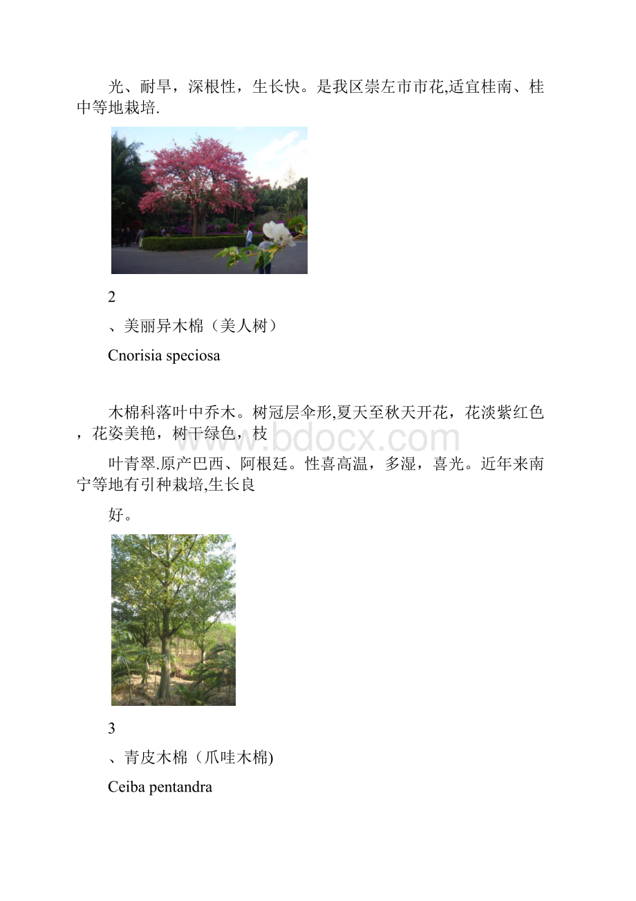 广西常见园林绿化植物Word格式文档下载.docx_第2页