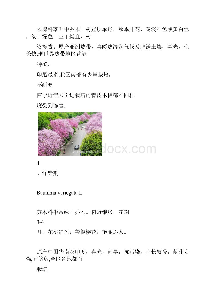 广西常见园林绿化植物.docx_第3页