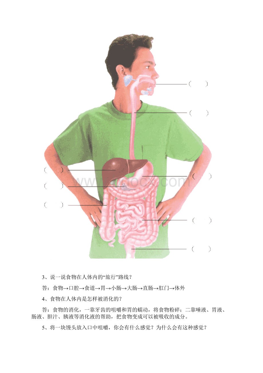 青岛版科学五年级下册单元自测题Word格式文档下载.docx_第3页