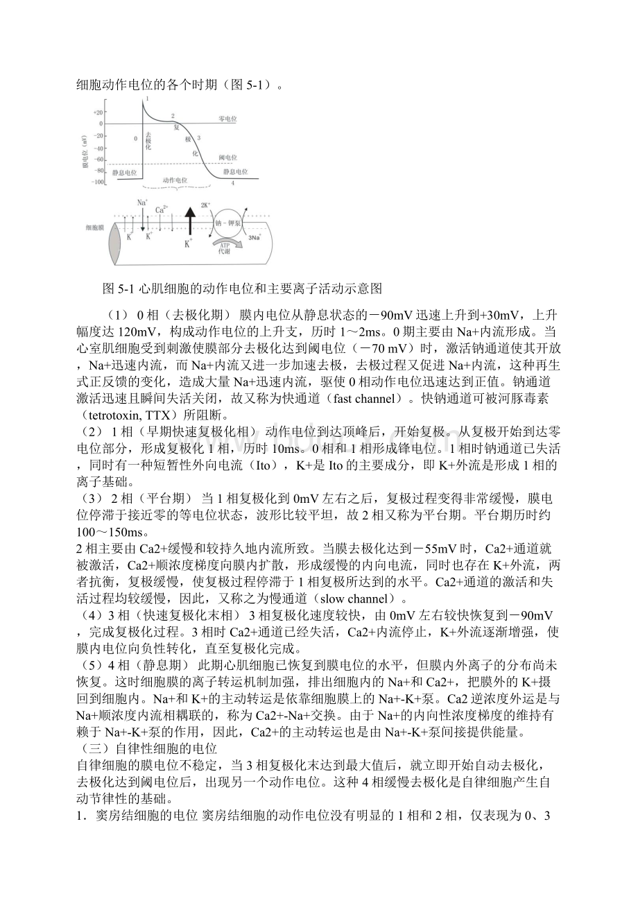 循环系统Word文档下载推荐.docx_第2页