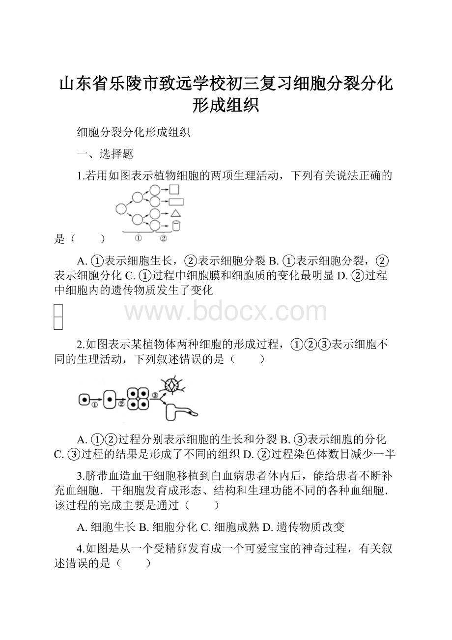 山东省乐陵市致远学校初三复习细胞分裂分化形成组织Word文档格式.docx_第1页