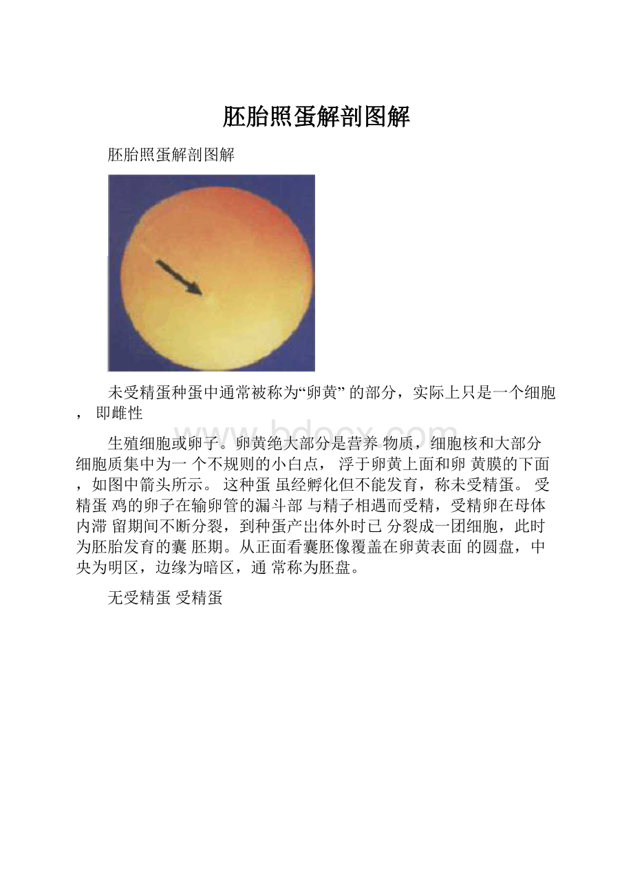 胚胎照蛋解剖图解.docx