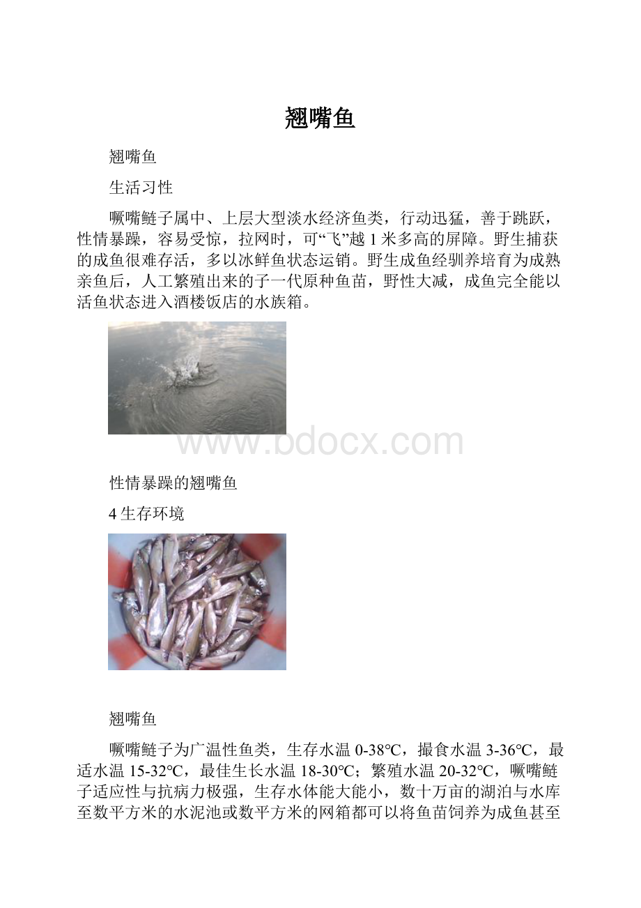 翘嘴鱼Word格式文档下载.docx