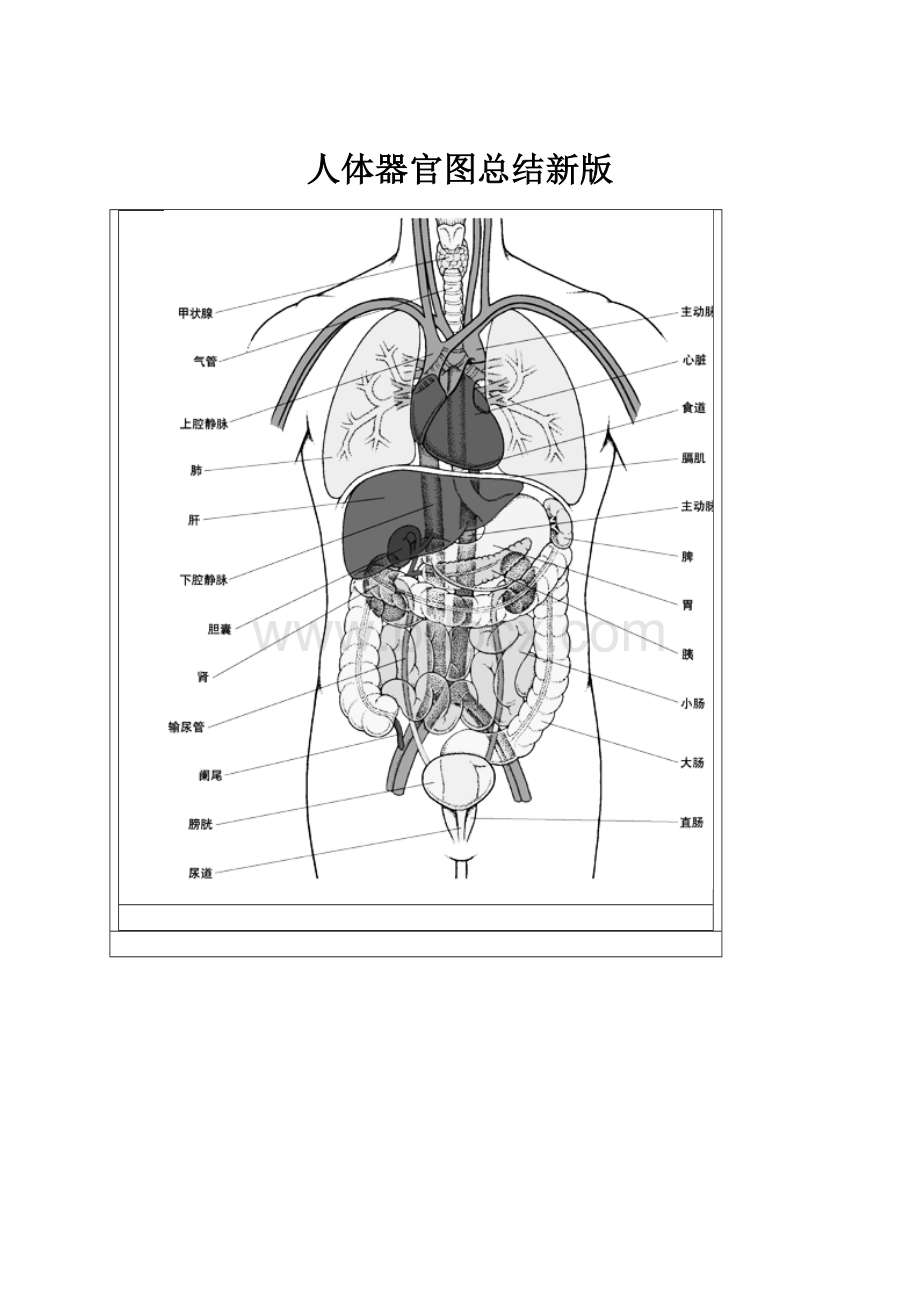 人体器官图总结新版Word下载.docx_第1页