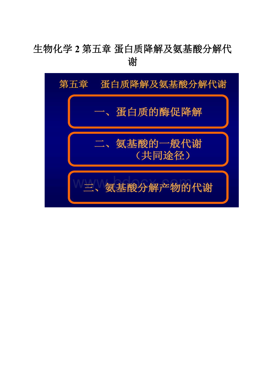 生物化学2第五章 蛋白质降解及氨基酸分解代谢Word文档格式.docx