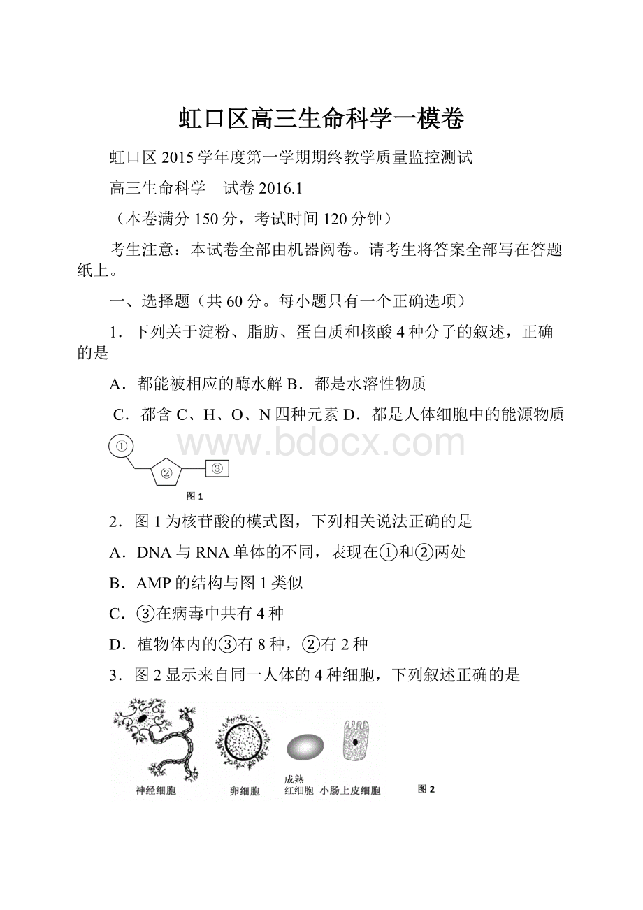 虹口区高三生命科学一模卷.docx_第1页