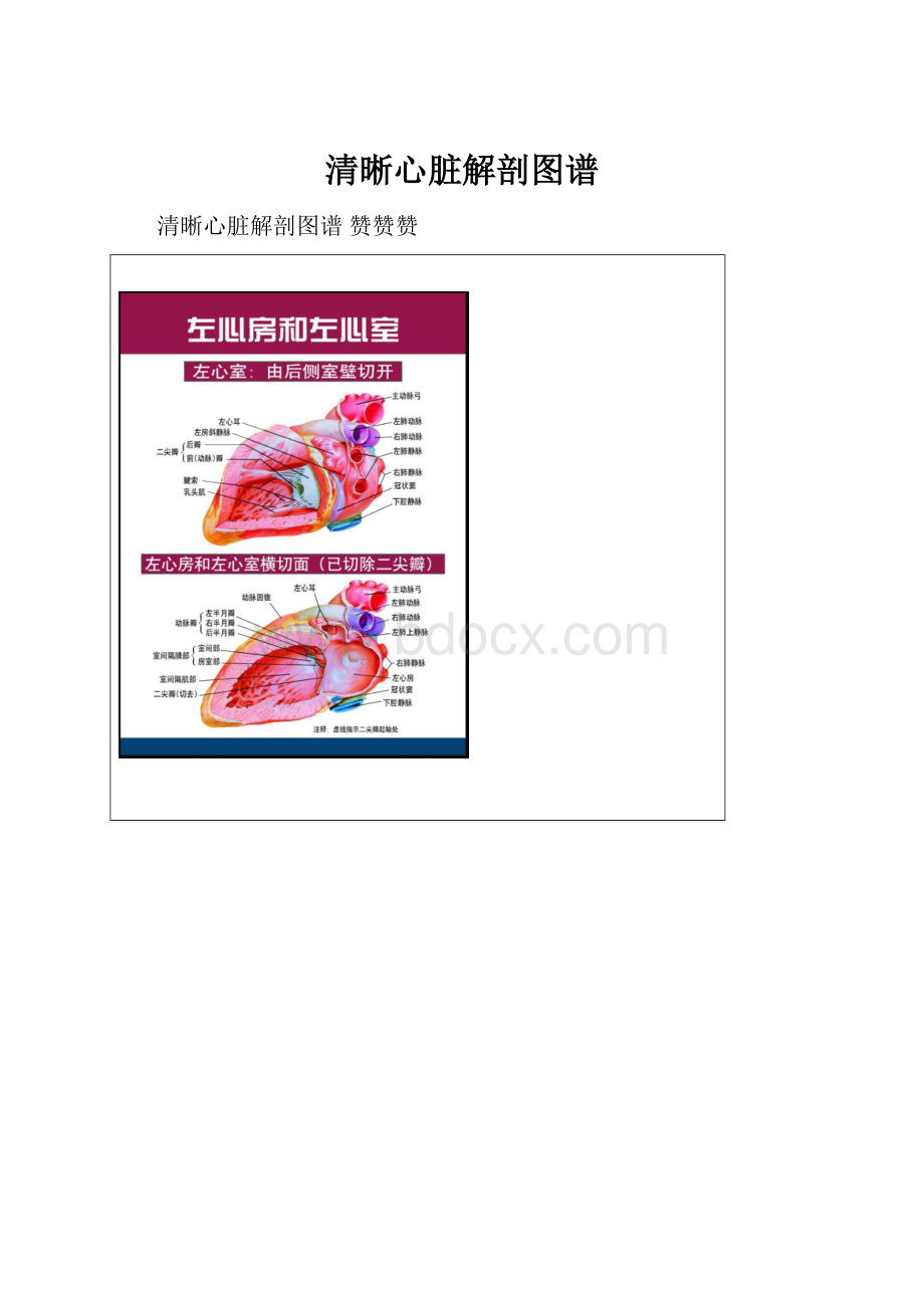 清晰心脏解剖图谱.docx