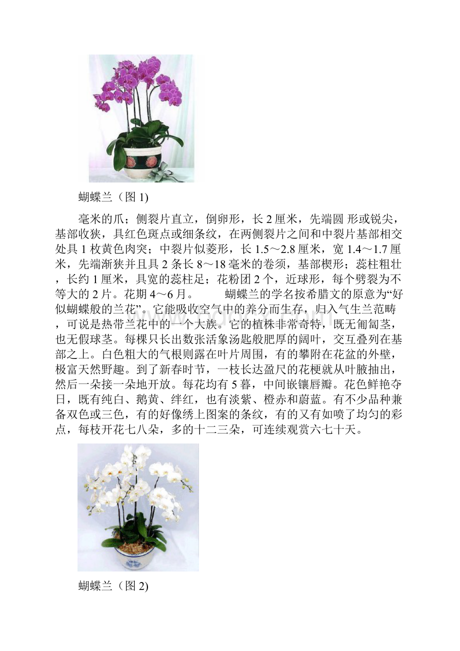 蝴蝶兰形态特征.docx_第2页