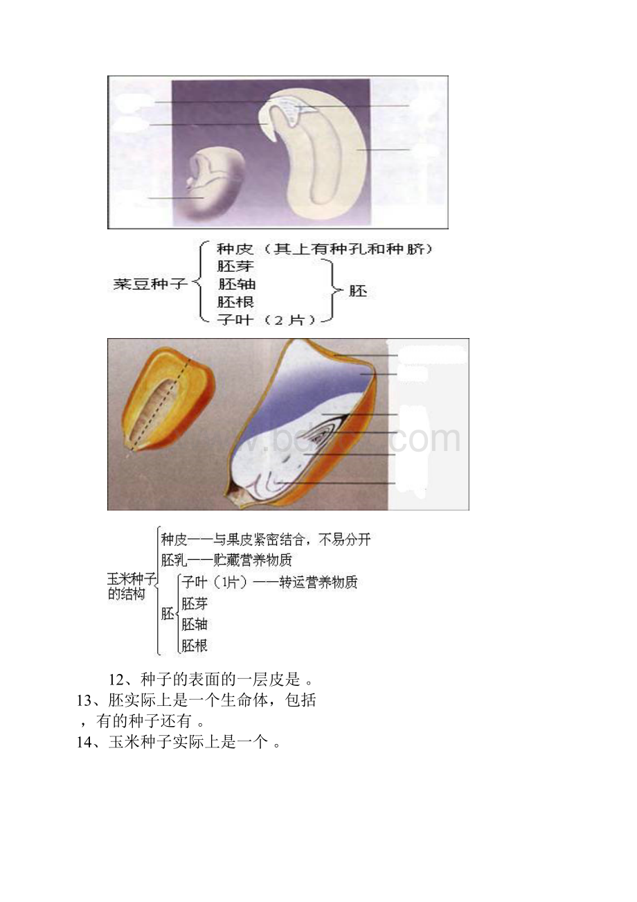 初级中学生物填图题及答案.docx_第3页