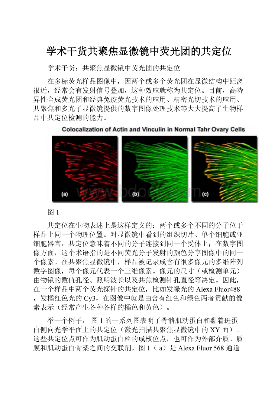 学术干货共聚焦显微镜中荧光团的共定位.docx_第1页