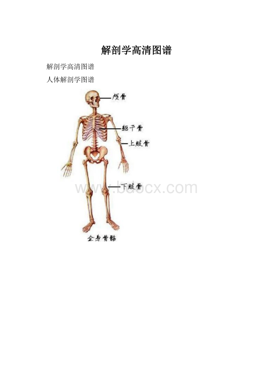 解剖学高清图谱.docx_第1页