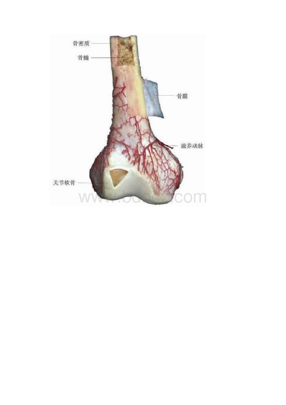 解剖学高清图谱.docx_第2页