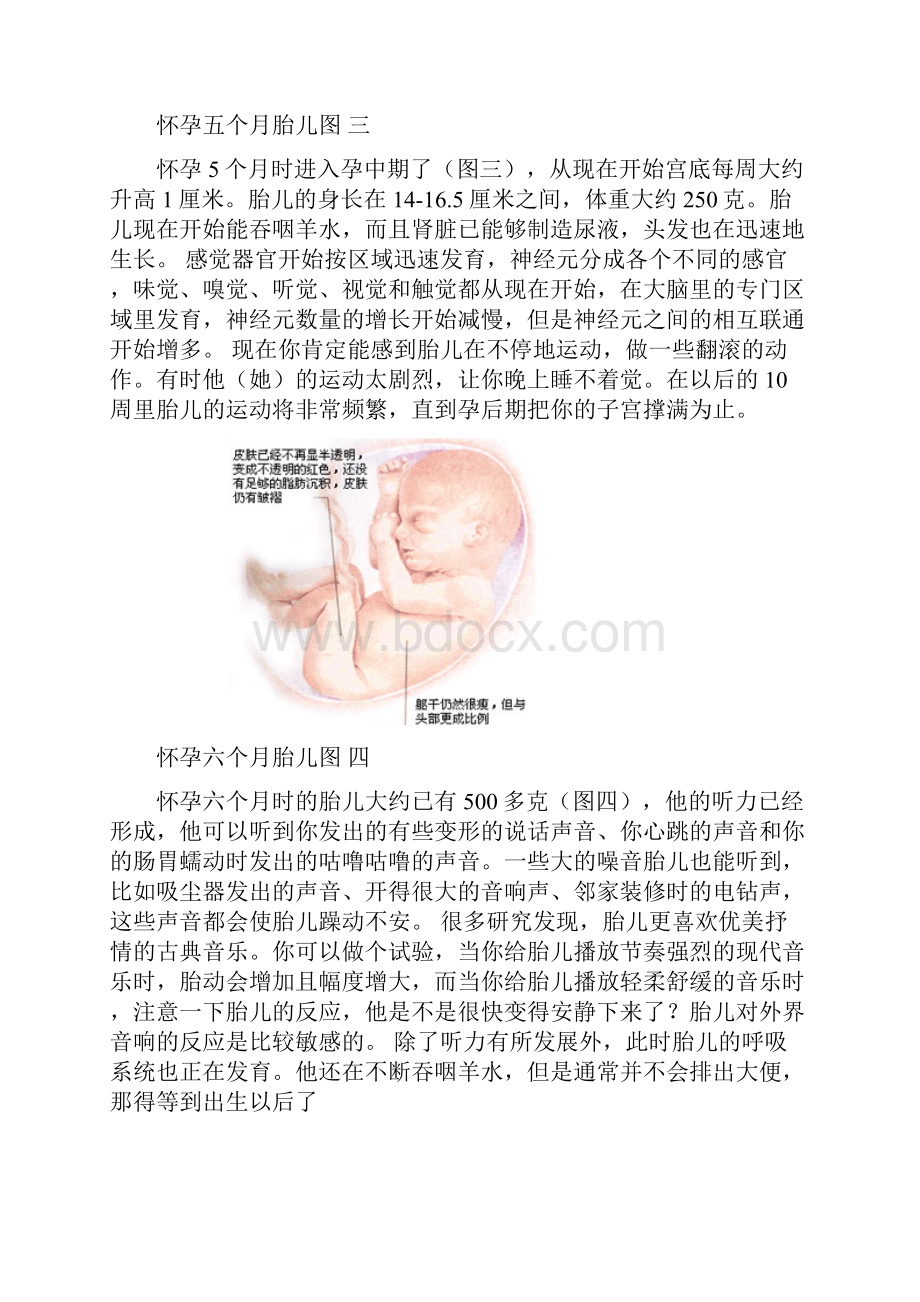 胎儿发育全过程分B超图和彩超图.docx_第3页