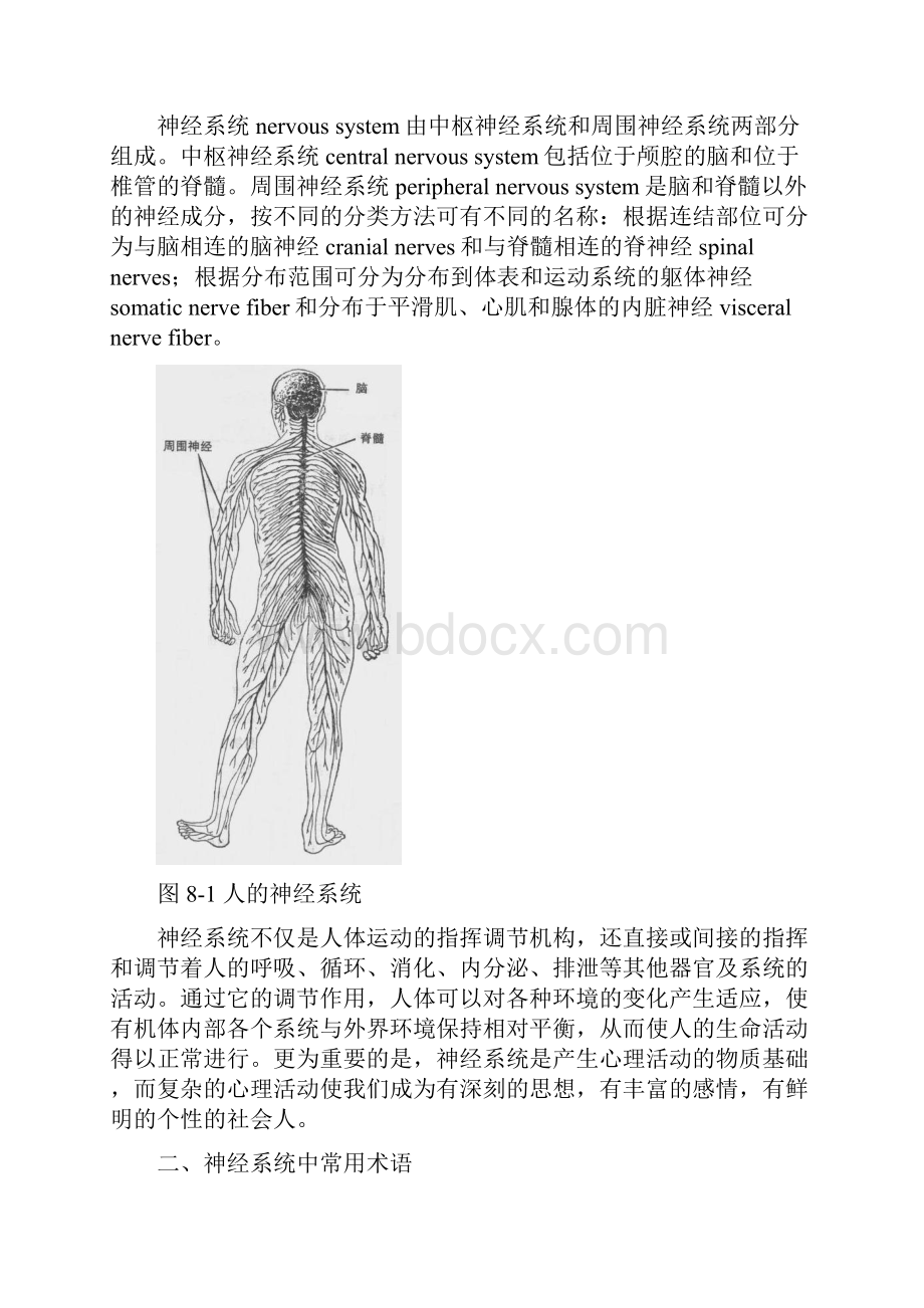 人体解剖学第八章 神经系统.docx_第2页