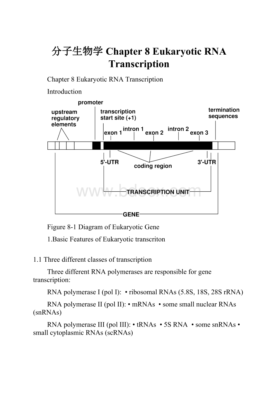 分子生物学Chapter 8 Eukaryotic RNA Transcription.docx_第1页