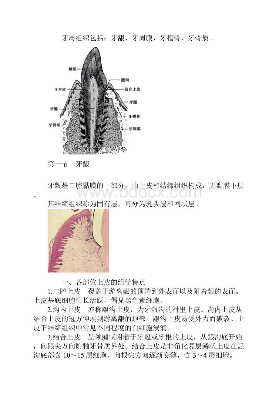 口腔组织病理学牙周组织.docx_第2页