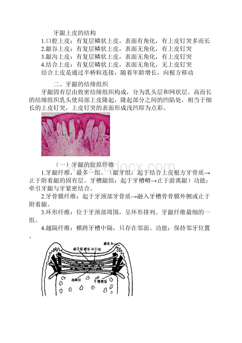 口腔组织病理学牙周组织.docx_第3页