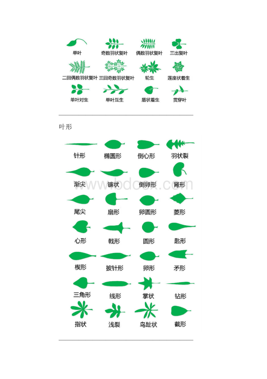 植物形态图解.docx_第2页