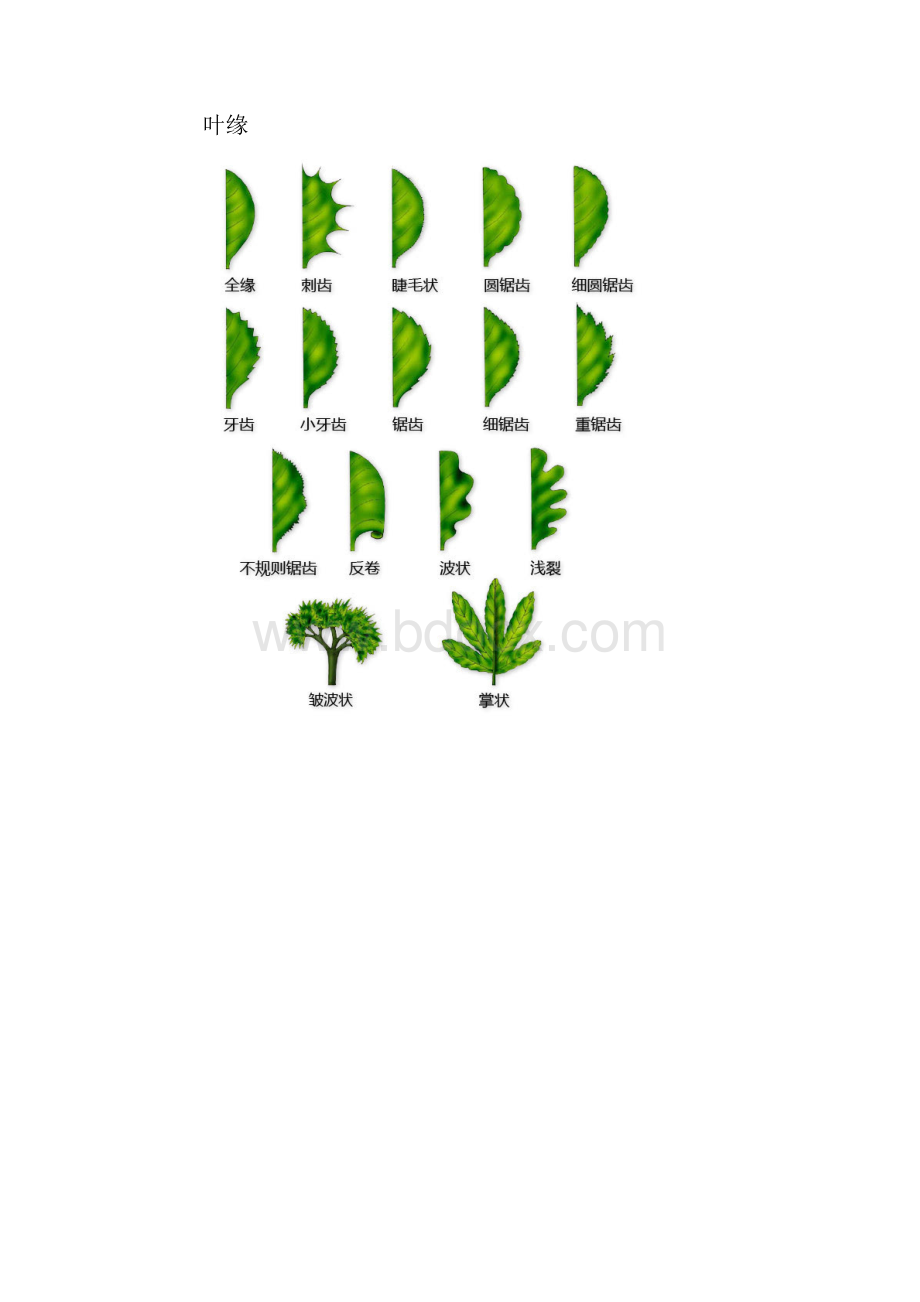 植物形态图解.docx_第3页