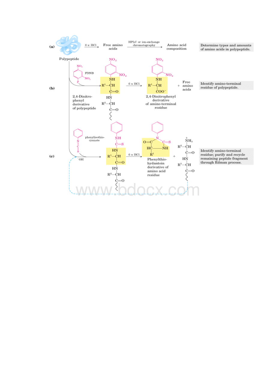 生物化学试题及参考答案.docx_第2页