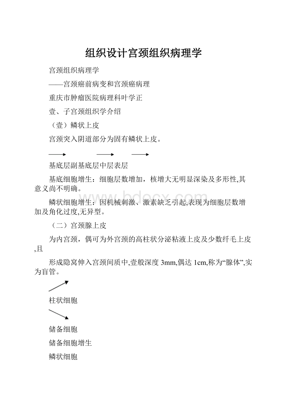 组织设计宫颈组织病理学.docx