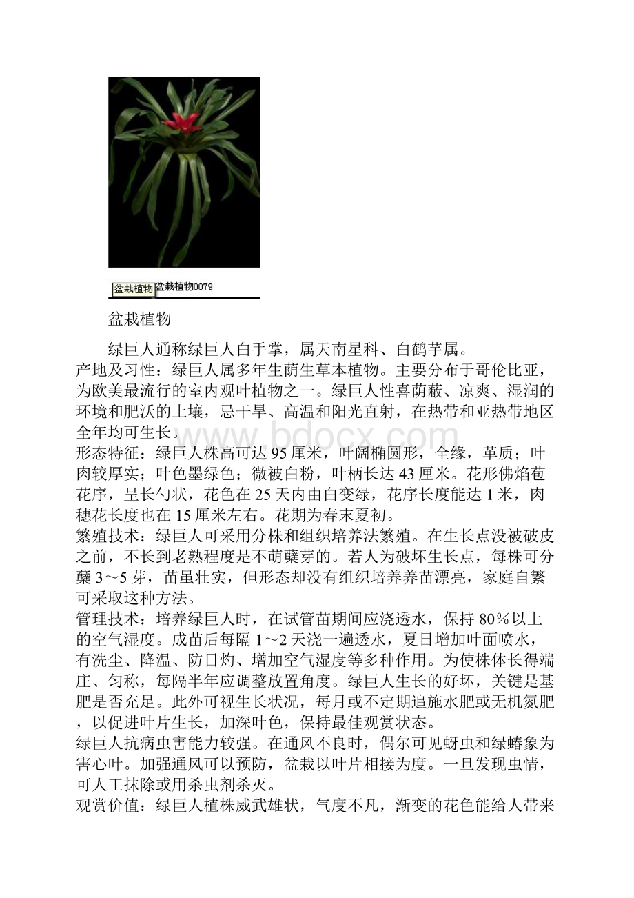 常见的盆栽树种及观赏分类表.docx_第3页