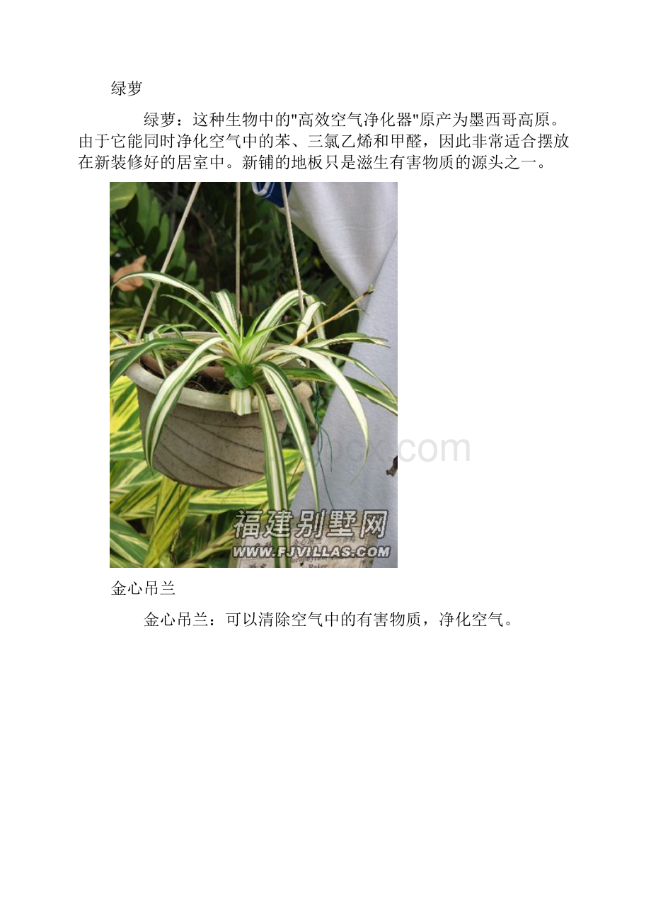 史上最强吸毒植物 选一盆搬回家 来源.docx_第2页