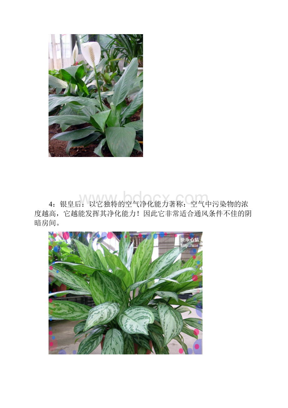 18种室内植物的功效.docx_第3页