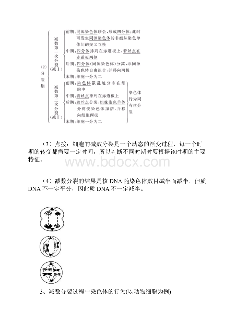 高三生物一轮复习精品教案减数分裂.docx_第2页