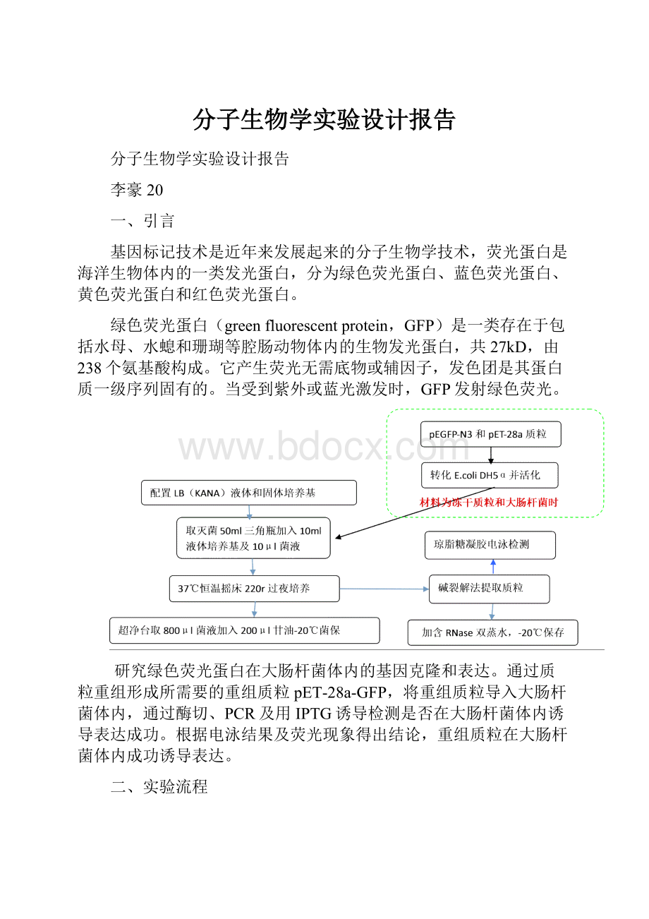 分子生物学实验设计报告.docx