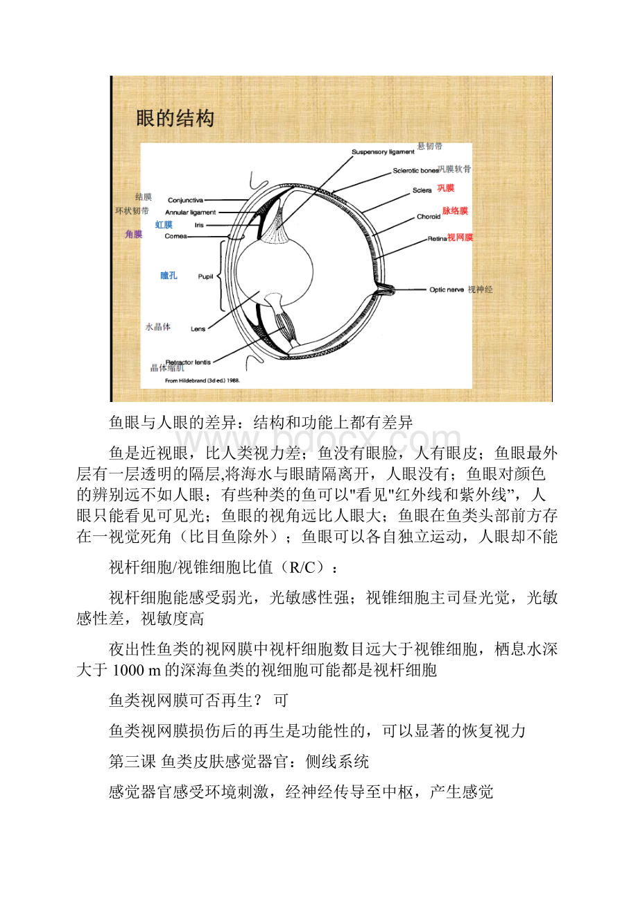 鱼类行为学.docx_第2页