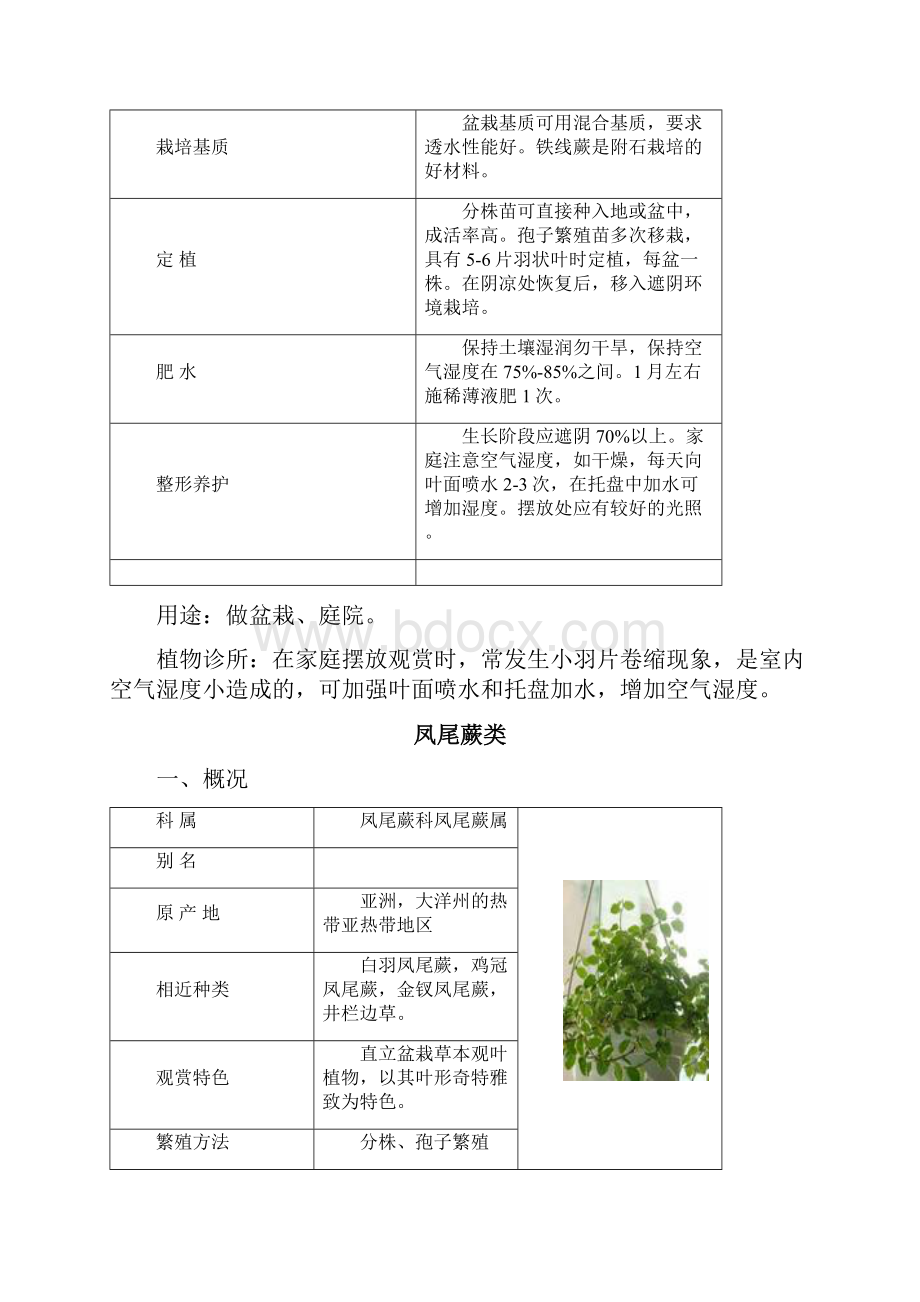 室内观叶植物超全.docx_第3页