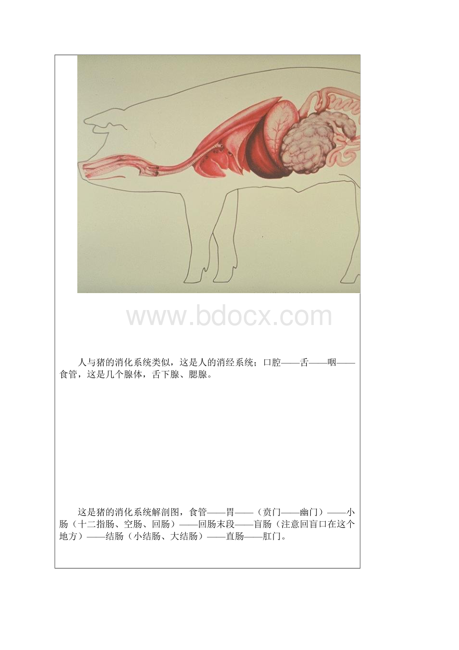 图解猪的消化系统.docx_第3页