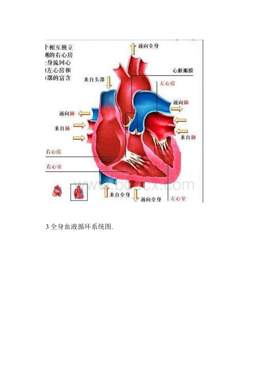 人体血液循环系统精华彩图.docx_第2页