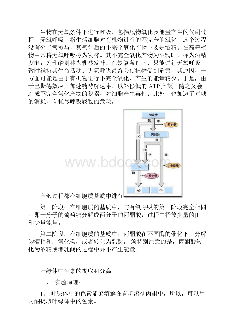 细胞呼吸和光合作用.docx_第3页