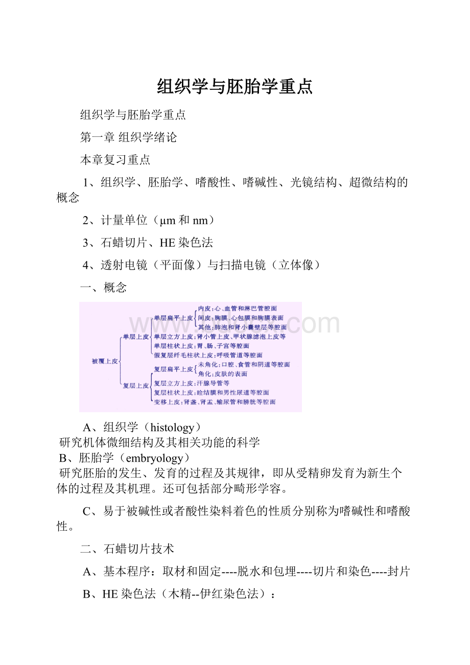 组织学与胚胎学重点.docx_第1页