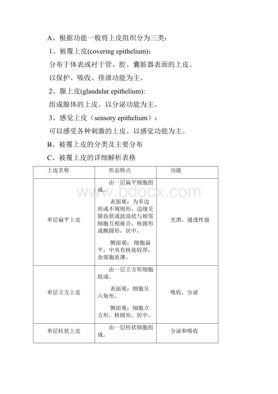 组织学与胚胎学重点.docx_第3页