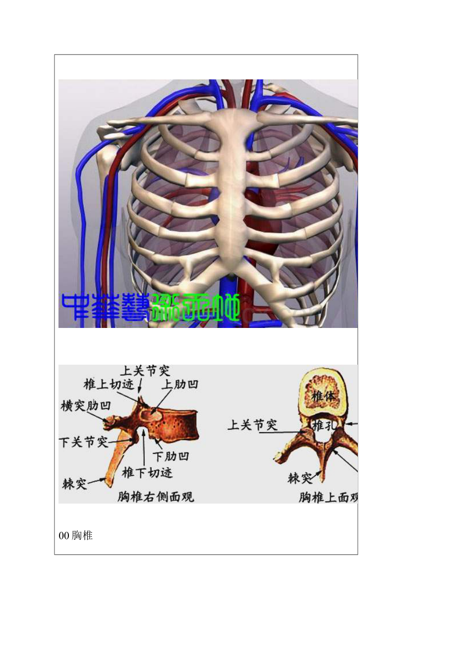 胸椎颈椎腰椎骨棘突定位图文学解.docx_第3页