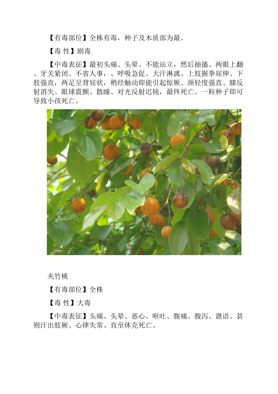 西双版纳州常见有毒植物.docx_第3页