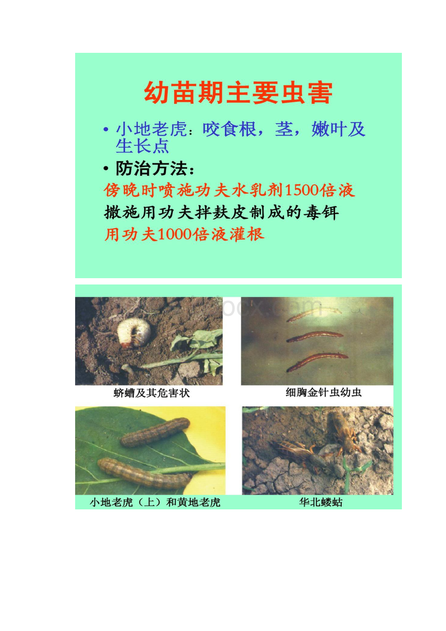 番茄病虫害防治技术.docx_第3页