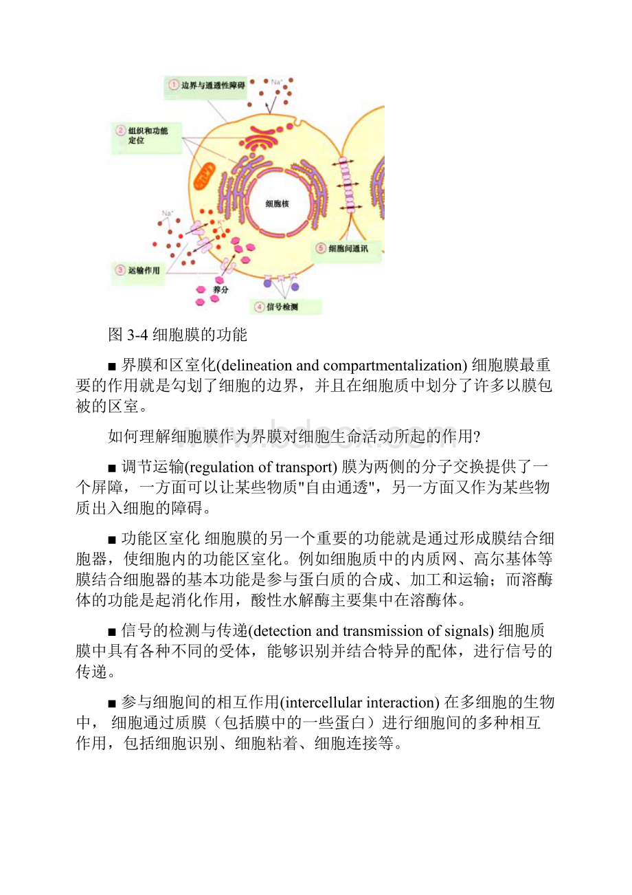 细胞质膜与跨膜运输.docx_第3页